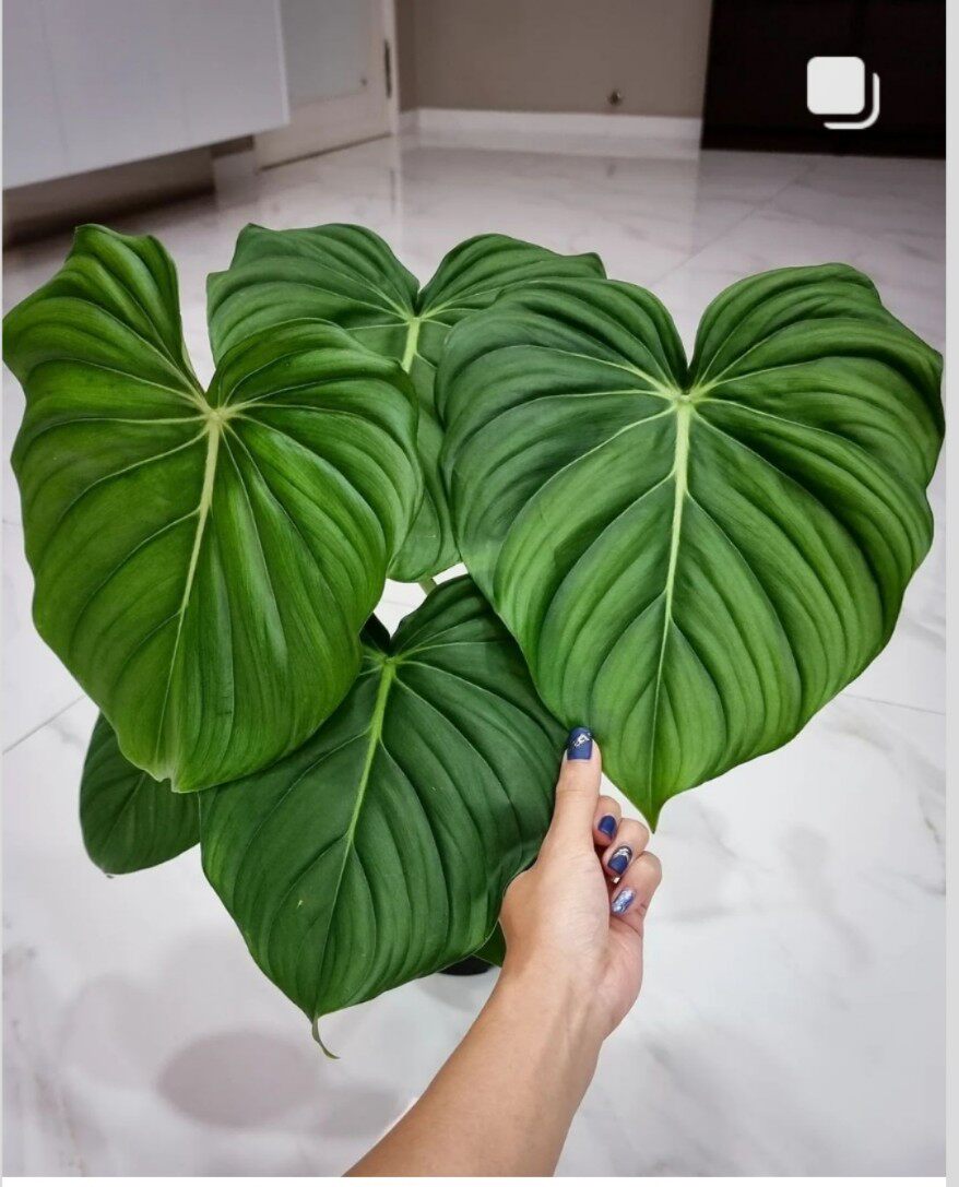 明脉荣耀蔓绿绒麦克道尔荧光室内阳台观叶植物进口好养盆栽南美