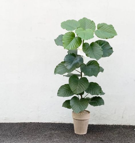 四季常青观叶植物绿植爱心榕