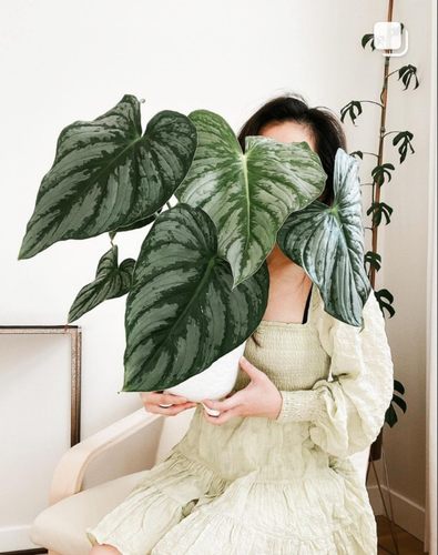 云锦马梅碧浪银斑帕斯塔蔓绿绒