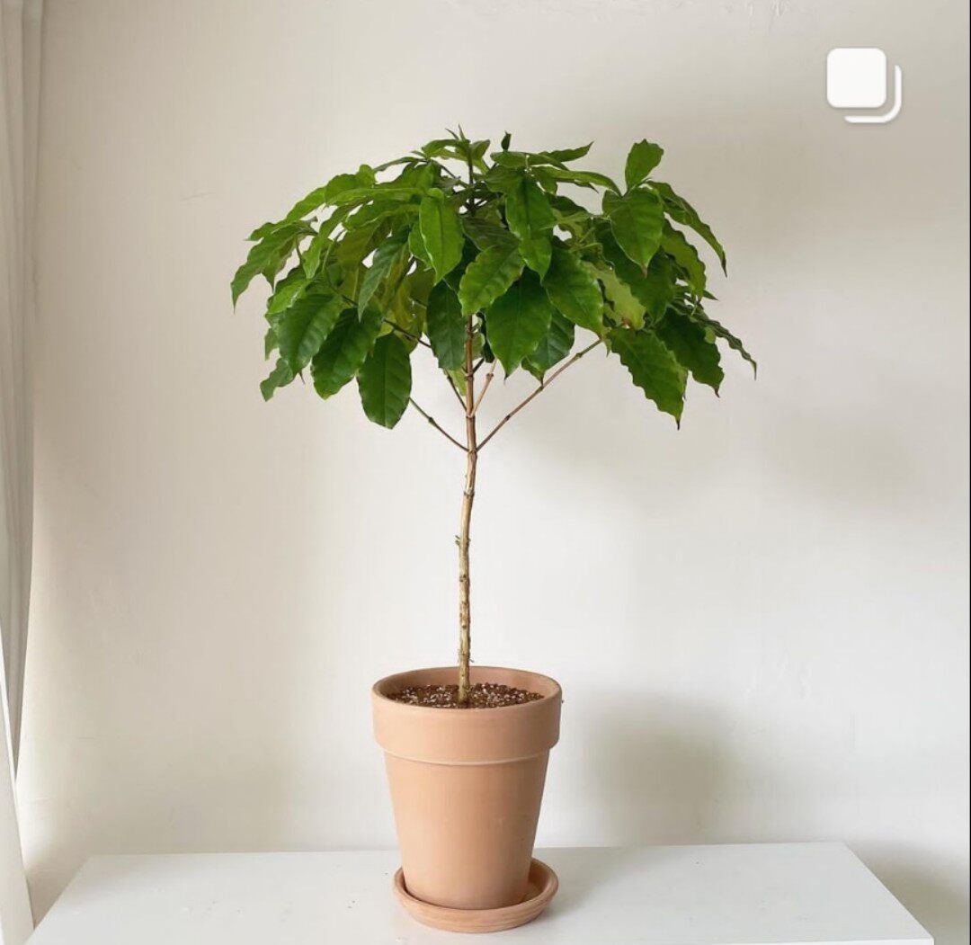 咖啡树盆栽开花结果盆栽ins网红绿植阳台盆栽好咖啡树苗室内盆栽