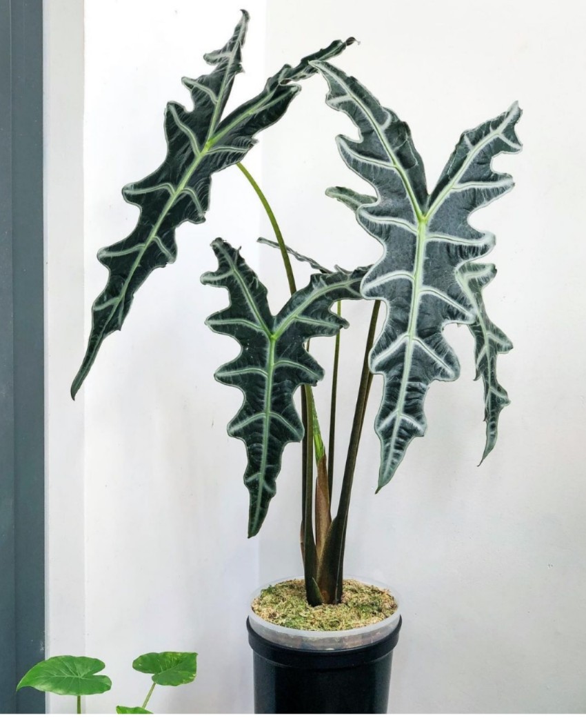 诺比海芋鱼骨Alocasia Nobilis泰国进口植物热带杰克琳室内盆栽-封面