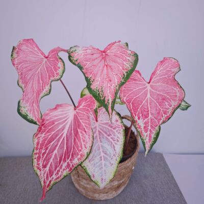 娇羞新娘月光覆盆子彩叶芋粉色飞溅海芋室内阳台植物盆栽海王好养