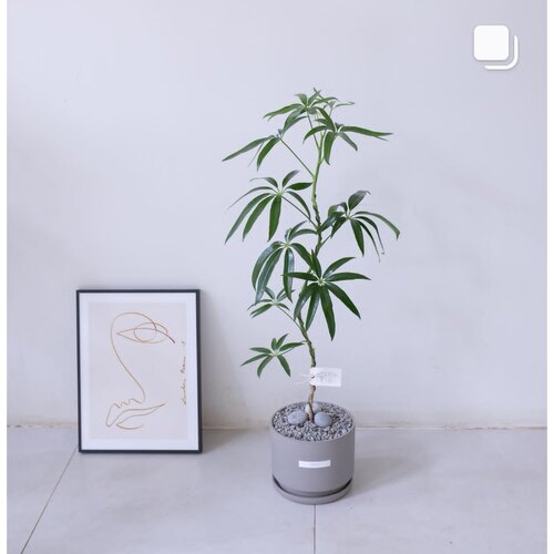 室内小众观叶植物雅意娴静绿植日本细叶伞独特的夏威夷鹅掌柴盆栽