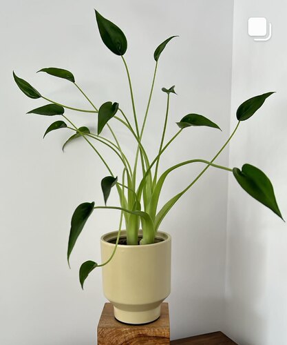 小舞者海芋千手观音海芋竹芋龟背竹小众网红绿植盆栽新品种阳台植
