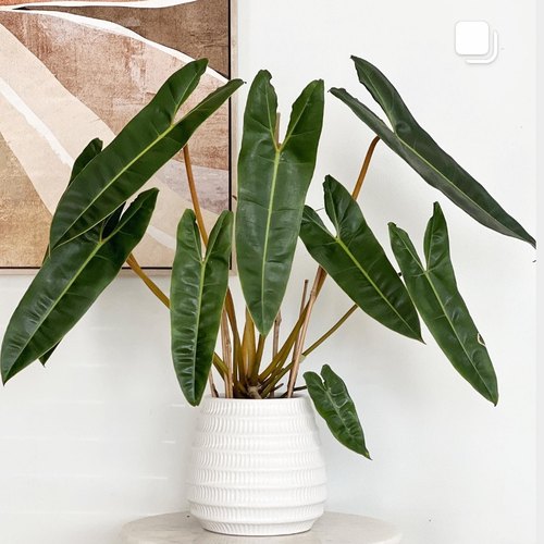 橙柄蔓绿绒锦焦糖大理石