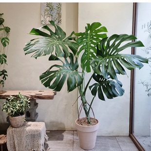 老桩圆叶龟背竹锦化盆栽室内大型绿植客厅好养活四季常青净化空气