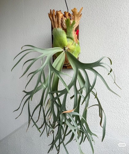 爪哇鹿角蕨新手友好上板挂板室内客厅阳台绿植网红绿植热植好养