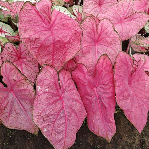 安妮粉海王彩叶芋巴黎舞鞋粉色飞溅粉云西索白色恋人阳台植物盆栽