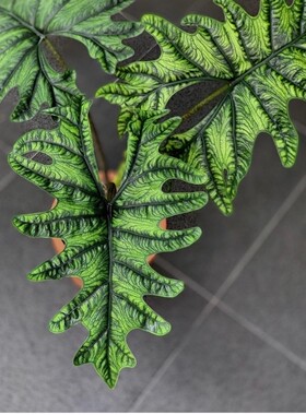 杰克琳海芋杰克林 Alocasia Jacklin观叶原种进口热植