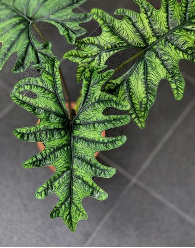 杰克琳海芋杰克林 Alocasia Jacklin观叶原种进口热植