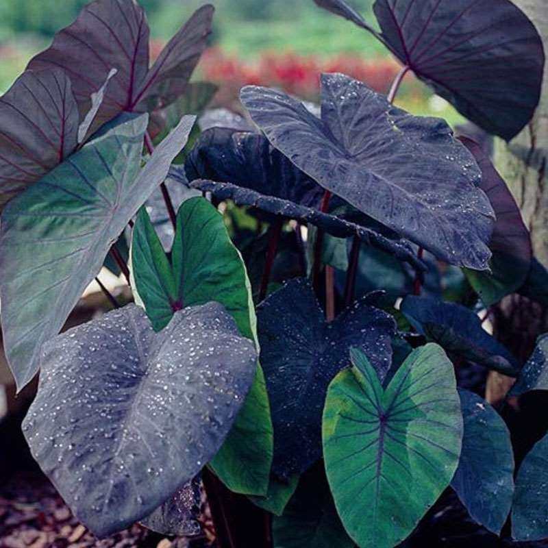 黑魔法大象耳海芋盆栽黑珊瑚天鹅粉龙斑马沃森黑叶芋绿植