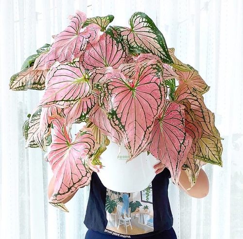 彩叶芋五彩芋白色恋人粉色飞溅粉色和声海王绿植盆栽进口泰国美人