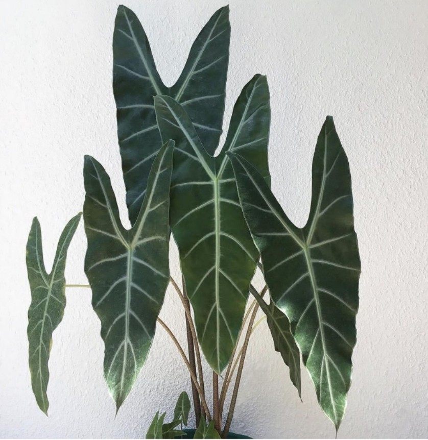 银脉剑叶海芋斑马萨利安室内阳台天台花园好养大叶片大型热植植物,鲜花速递/花卉仿真/绿植园艺,海芋,淘宝优惠券,粉丝福利购,淘宝优惠卷
