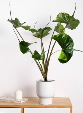 黄貂鱼海芋 荷兰进口Alocasia Stingray网红绿植室内盆栽斑马剑叶