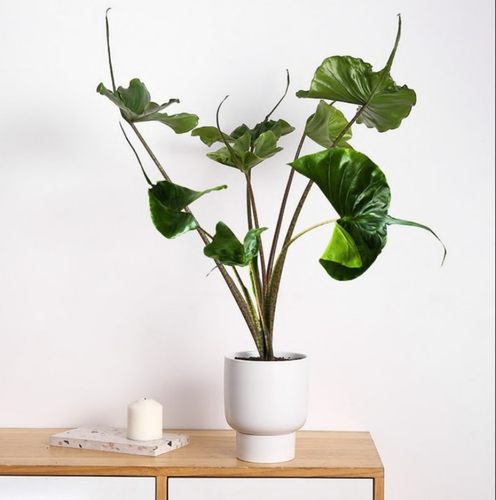 黄貂鱼海芋 荷兰进口Alocasia Stingray网红绿植室内盆栽斑马剑叶