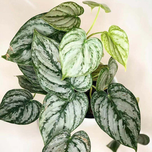 白兰地蔓绿绒网红天南星