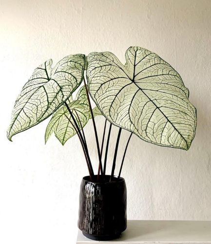 彩叶芋白色恋人月光覆盆子甜心粉色飞溅花叶海芋植物阳台盆栽绿植