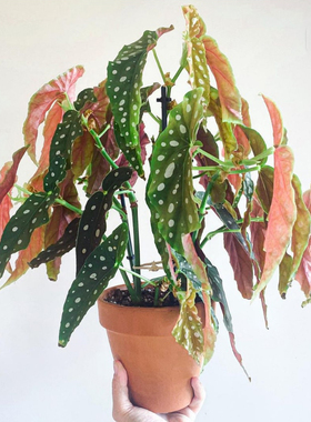 荷兰进口鳟鱼秋海棠富士山福寿锦化竹绿植秋刀鱼阳台盆栽观叶绿植