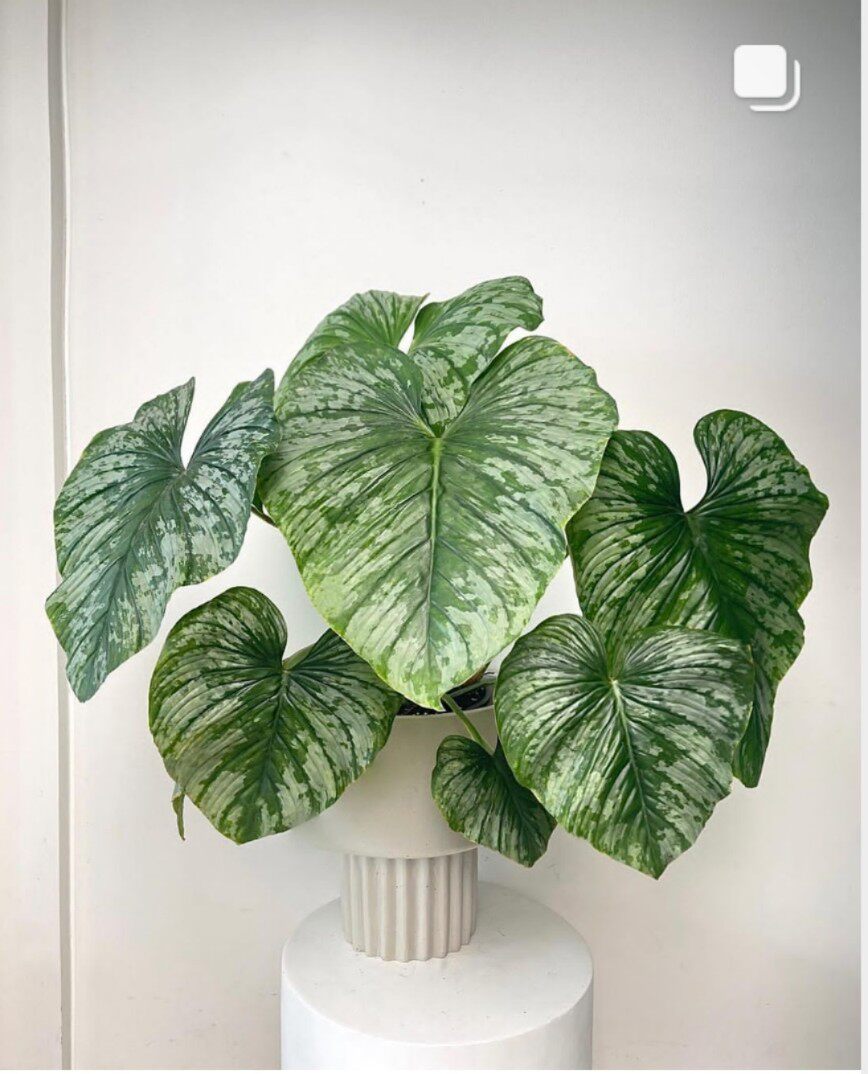 云锦马梅碧浪银斑帕斯塔蔓绿绒天南星科观叶原种进口热植