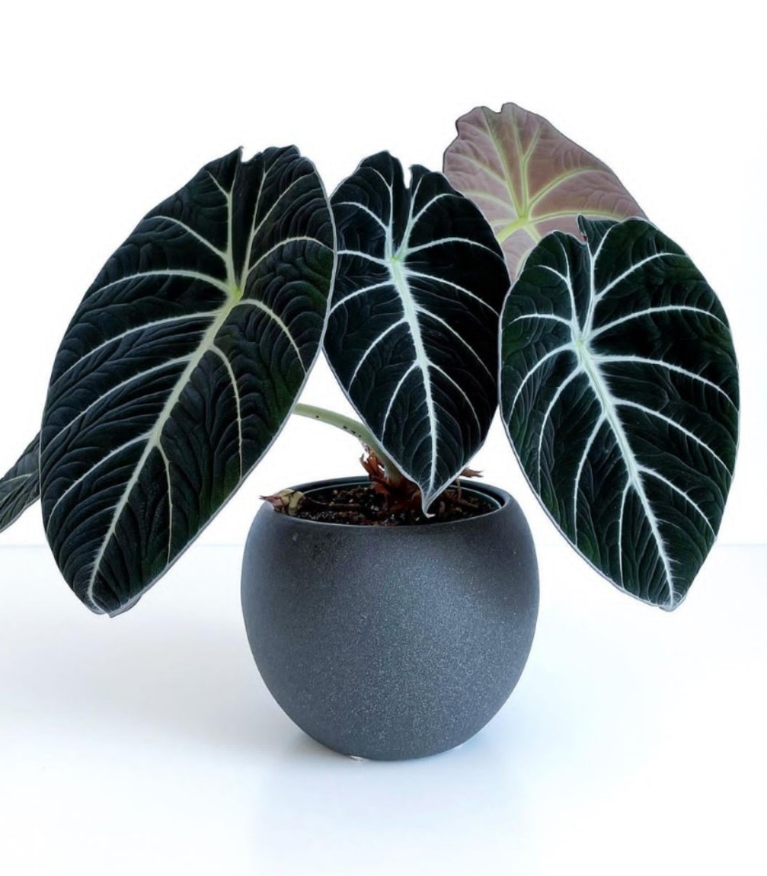 绿植植物海芋黑天鹅海芋