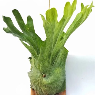 女王鹿角蕨Platycerium wandae稀有鹿角蕨猴脑绿植象耳鹿角蕨室内