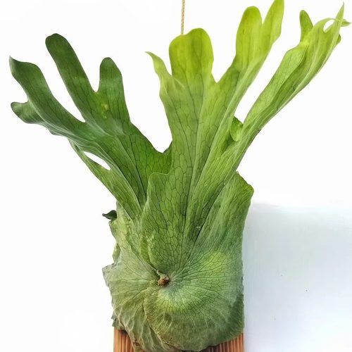 女王鹿角蕨Platycerium wandae稀有鹿角蕨猴脑绿植象耳鹿角蕨室内