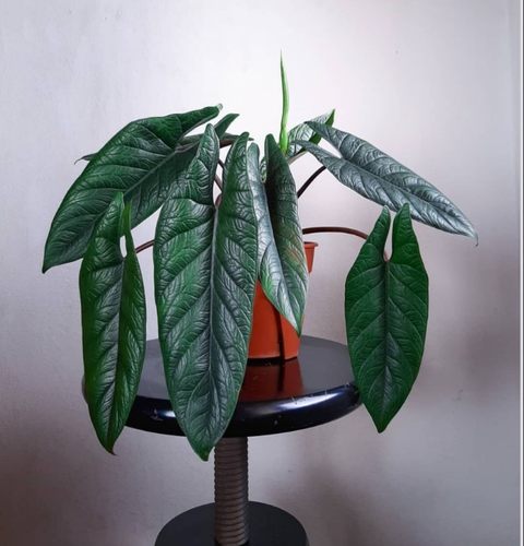 板盾海芋竹芋甲骨文海芋 炼狱蝰蛇盆栽绿植好养Alocasia scalprum
