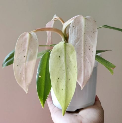 雪堆蔓绿绒室内网红植物盆栽阳台