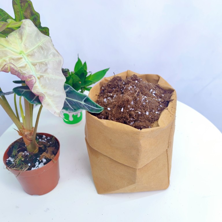 天南星科植物营养土通用土龟背竹花烛蔓绿绒海芋竹芋专用土泥炭土