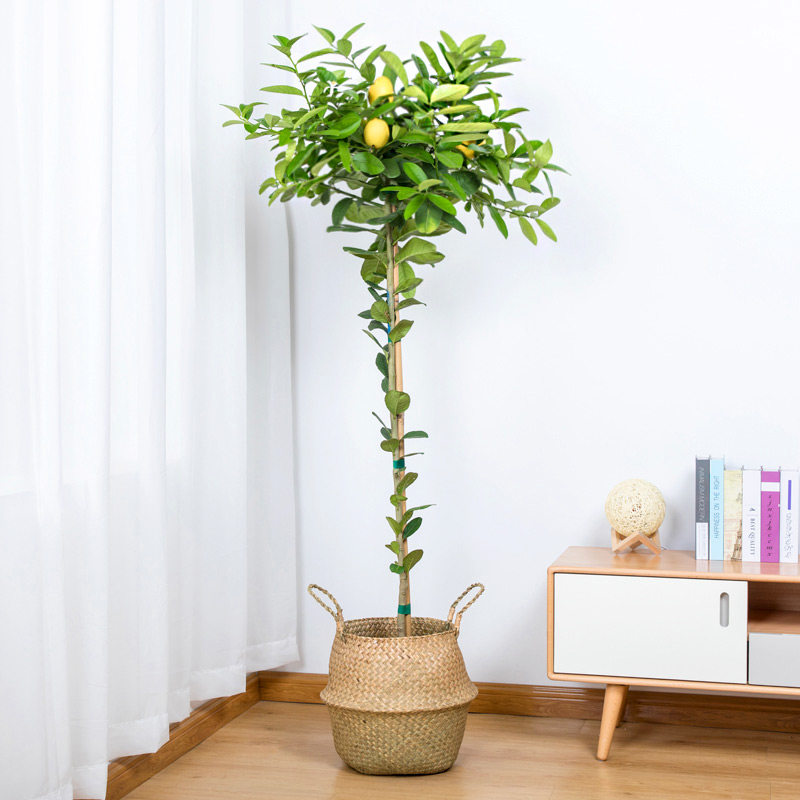 柠檬树绿植大型植物客厅绿植客厅北欧盆栽大型植物香水柠檬盆栽