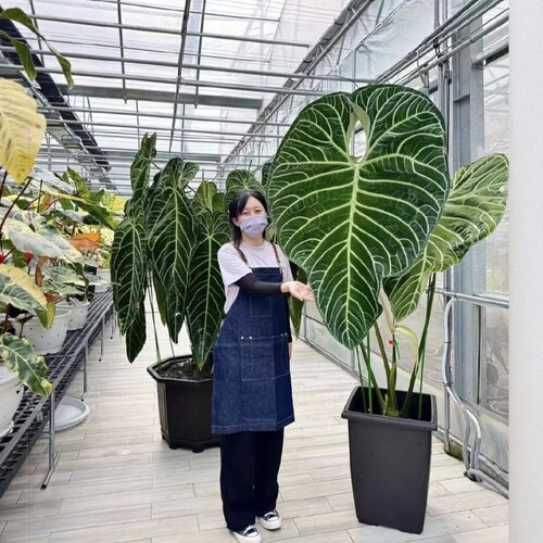帝王花烛大叶克莱恩室内入门热植桌面撕裂纹阳台盾叶植物ins风