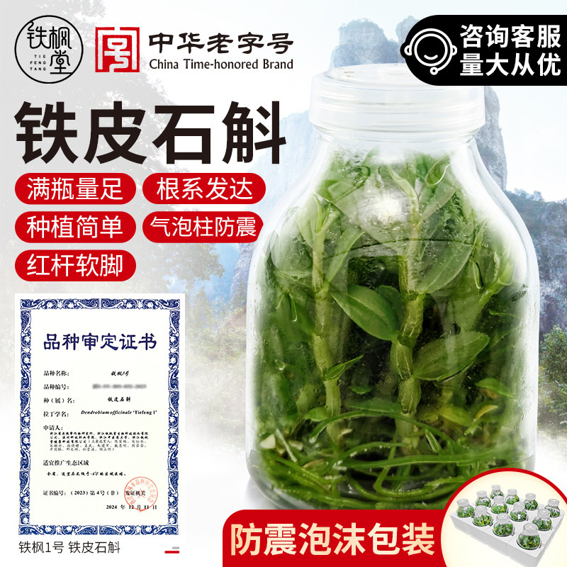 雁荡山铁皮石斛苗软脚盆栽组培苗母苗铁皮枫斗种子瓶苗可食用幼苗