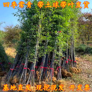 名贵紫竹苗庭院植物矮化观赏竹子苗金镶玉竹罗汉竹黄金竹四季绿植