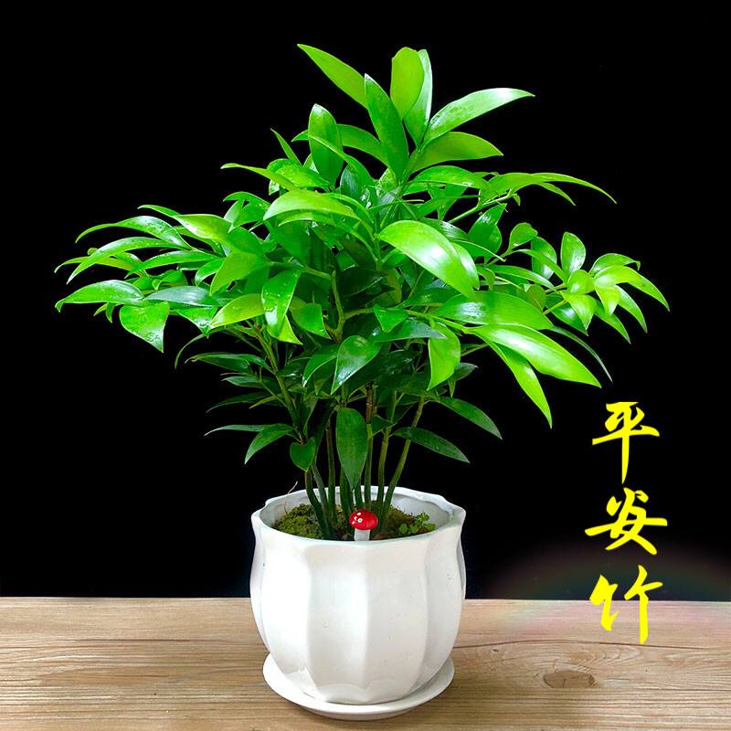 绿植盆栽多肉植物室内阳台田园风
