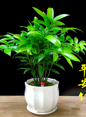 绿植盆栽多肉植物室内阳台田园风