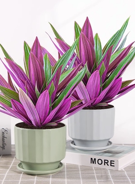 绿植盆栽净化空气好田园室内阳台