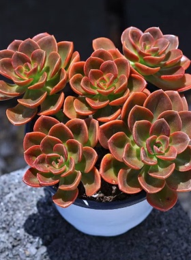 巧克力方砖老桩多肉花卉绿植物