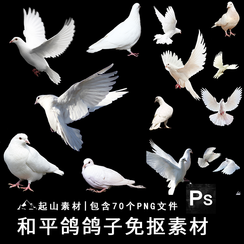 白鸽鸽子信鸽展翅飞翔婚纱摄影写真海报合成高清png免抠素材