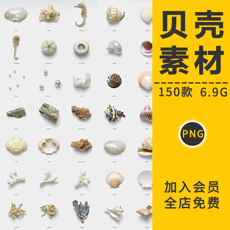贝壳海洋沙滩扇贝海星海螺元素生物高清实拍图PNG免抠透明PS素材