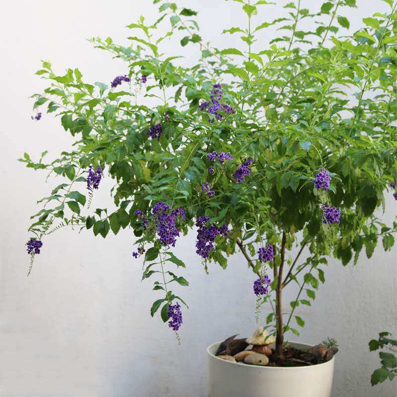 蕾丝金露花巧克力花苗甘露花多年生植物室内外盆栽四季开花