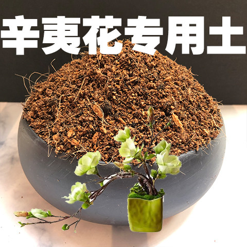 辛夷花盆栽价格 辛夷花盆栽图片 星期三