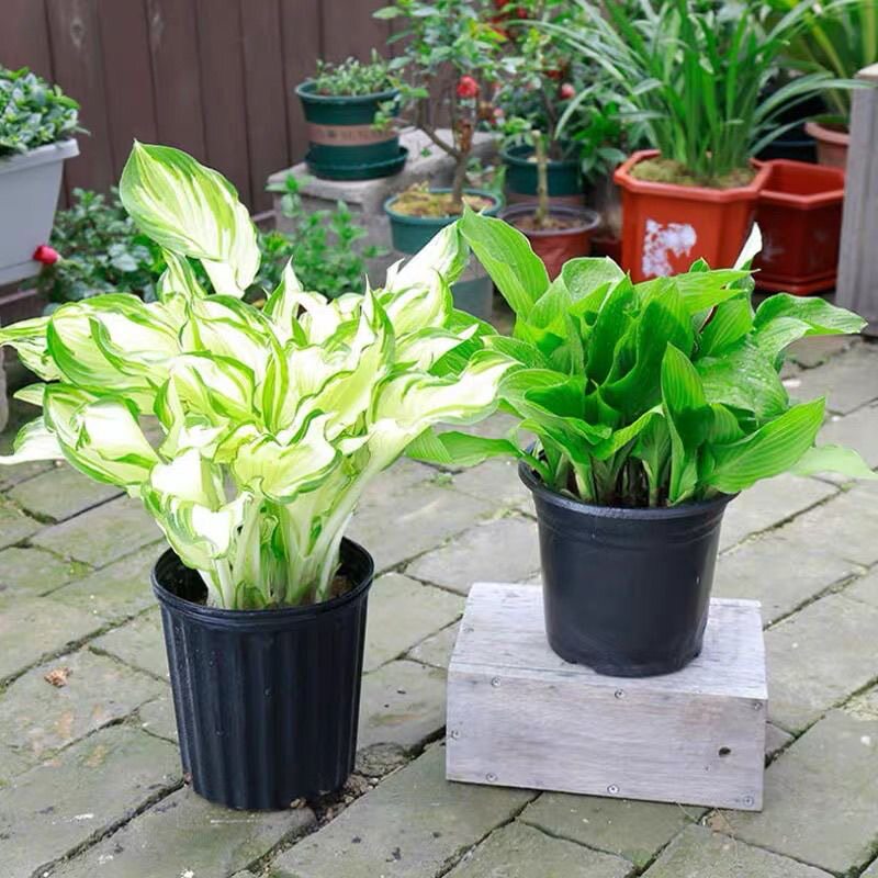 玉簪花苗多年生宿根观叶观花植物室内外阳台盆栽地栽喜阴耐寒植物