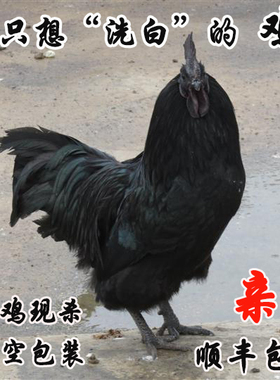 特价现杀泰和乌鸡正宗农家散养土鸡老母鸡月子汤放养乌鸡 乌骨鸡