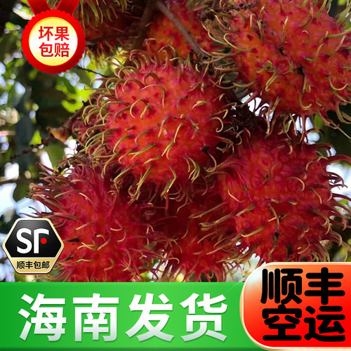 【顺丰空运】新鲜海南保亭红毛丹海南毛荔枝新鲜热带水果毛荔枝