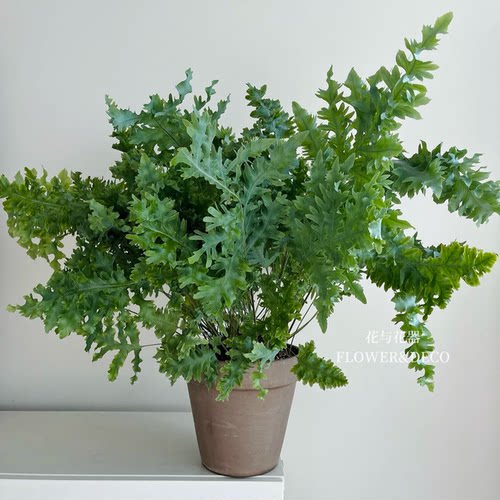 花与花器 达瓦娜 缀化蓝星水龙骨新品缀化星蕨类植物耐阴绿植盆栽