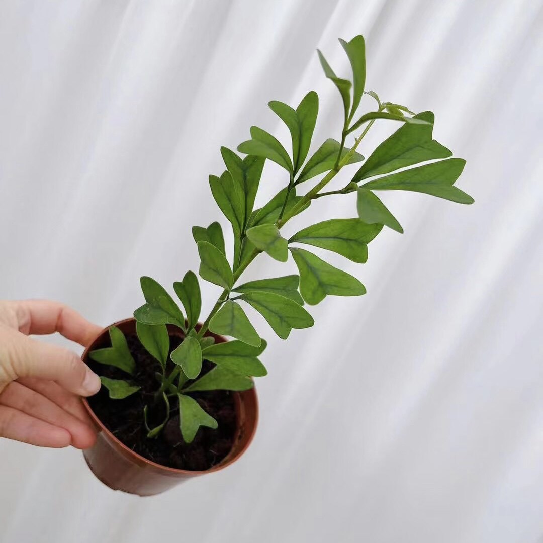 花与花器 三角鹅掌柴 夏威夷心叶鸭脚木ins风室内桌面绿植物盆栽