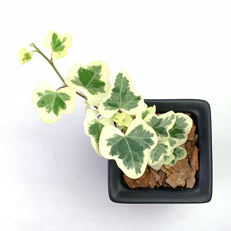 花与花器圆叶正品日本雪萤常春藤