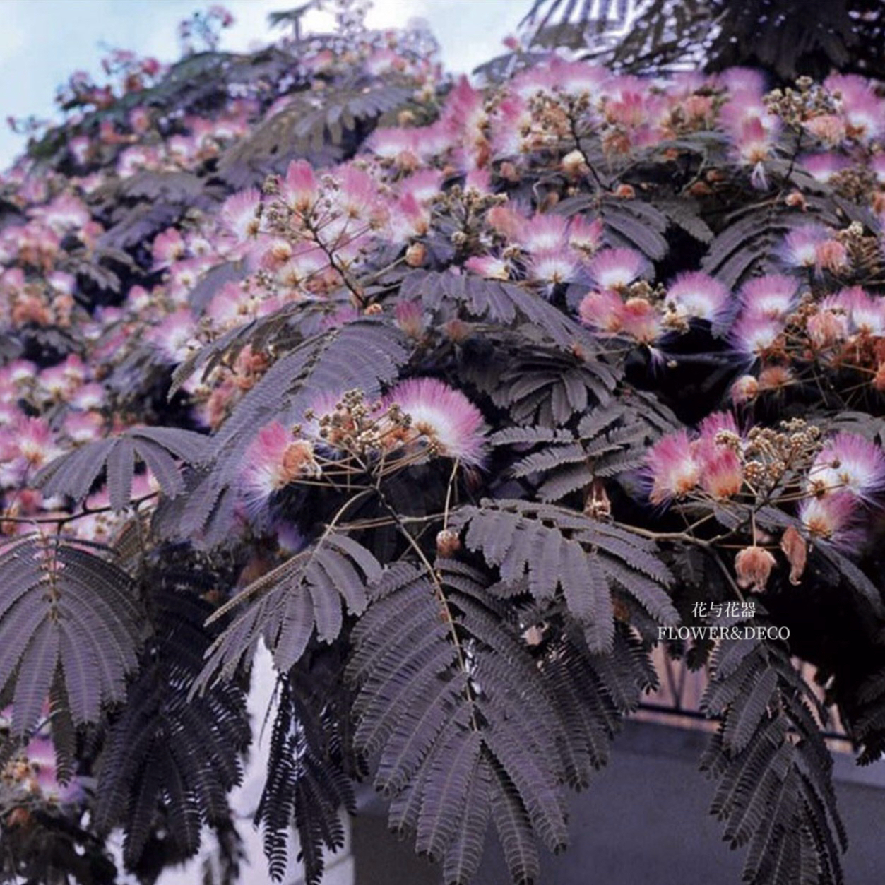 花与花器 巧克力合欢 紫合欢苗新品阳台庭院花园植物耐寒耐热盆栽