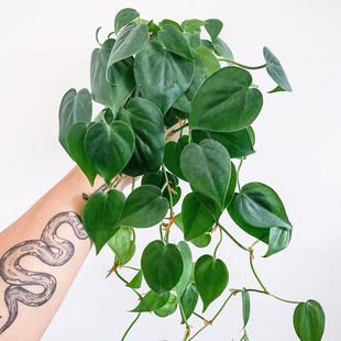 蔓绿绒 杏叶藤 室内外耐阴绿萝吊兰绿植盆栽好养 心叶藤 花与花器