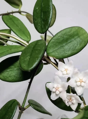 花与花器 香花球兰 方叶球兰肉质叶片垂吊开花绿植物盆栽耐旱好养